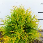 Tuja západná (Thuja occidentalis) ´GOLDEN GLOBE´ - výška 30-40 cm, kont. C3L